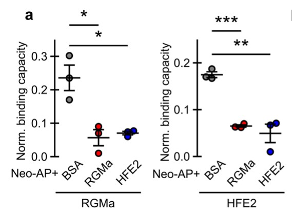 HFE2 blocks RGMa-interaction with Neogenin.jpg